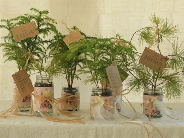 CI-Susan-Teare_Evergreen-Party-Favors_s4x3 CI-Susan-Teare_Evergreen-Party-Favors_s4x3