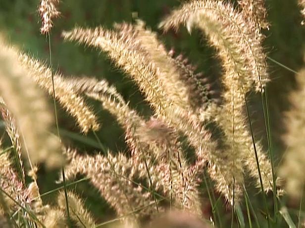 gby1911_3a-grass-flowers2_s4x3 gby1911_3a-grass-flowers2_s4x3