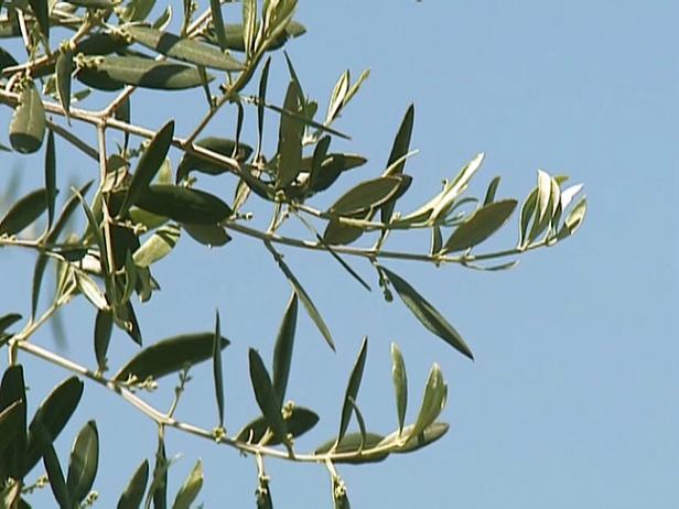gby1911_3c-olive_s4x3 gby1911_3c-olive_s4x3