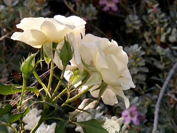 gby1911_3e-fragrant-roses_s4x3 gby1911_3e-fragrant-roses_s4x3