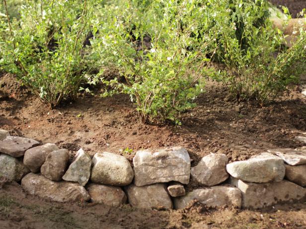 Once the stone wall is 8 to 10 inches tall, plant the bed of berry shrubs.