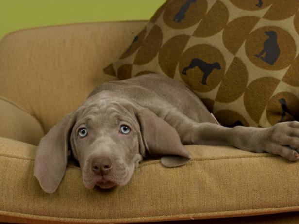 DIY_weimaraner-dog-with-polka-dot-pillow_s4x3 DIY_weimaraner-dog-with-polka-dot-pillow_s4x3