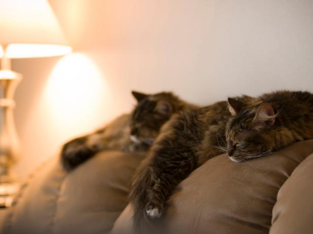 CI-140469858_Cat-on-sofa-back_s4x3 CI-140469858_Cat-on-sofa-back_s4x3