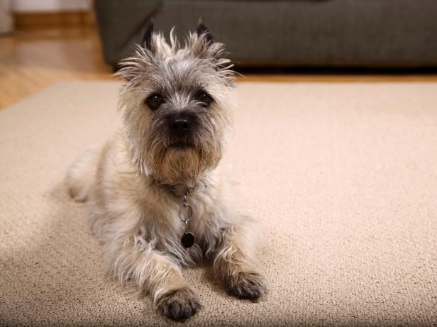 TS-115192933_dog-on-carpet_s4x3 TS-115192933_dog-on-carpet_s4x3