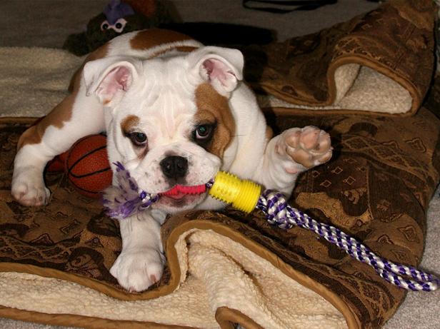 TS-147039646_Bulldog-with-chew-toys_s4x3 TS-147039646_Bulldog-with-chew-toys_s4x3