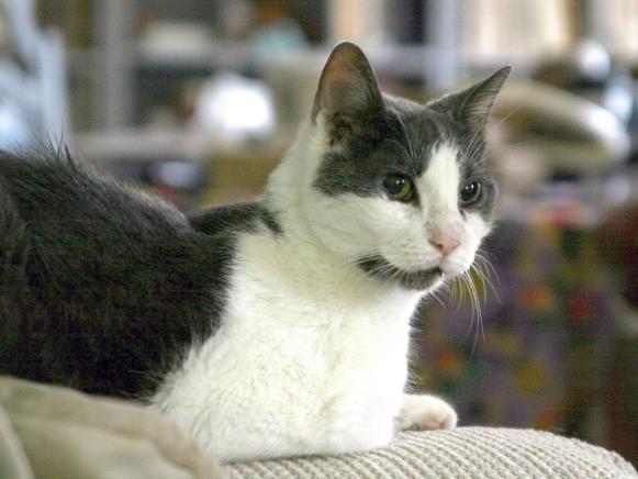 CI-Michele-Hollow_black-and-white-cat_h CI-Michele-Hollow_black-and-white-cat_h