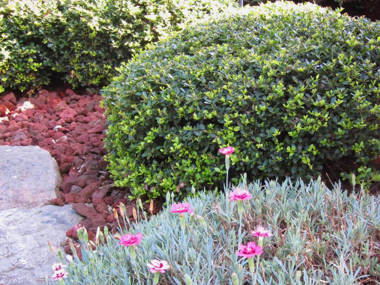 How to Choose Mulch for Your Landscape | DIY Landscaping | Landscape 