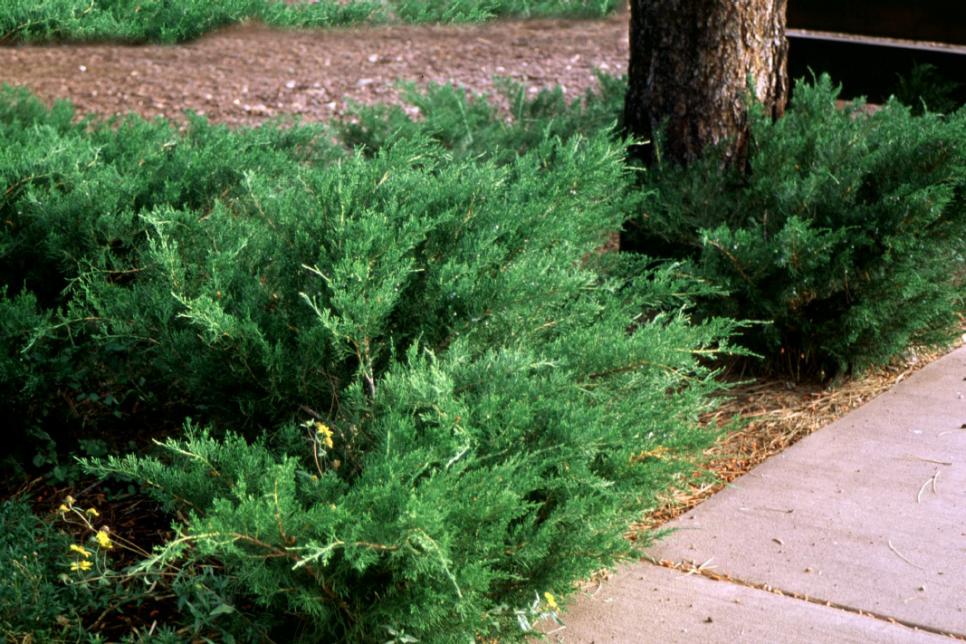 Popular Landscaping Groundcovers and Shrubs | DIY