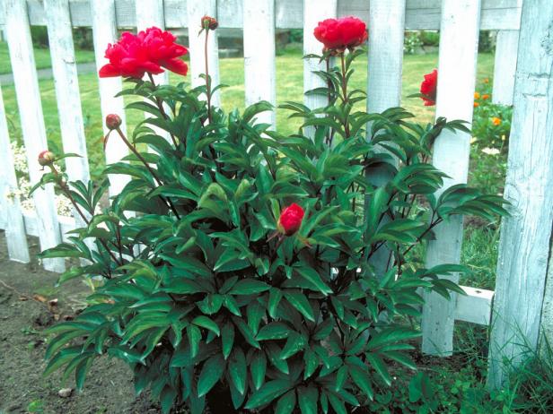 Horticopia_Jules-Verne-Peony_s4x3 Horticopia_Jules-Verne-Peony_s4x3