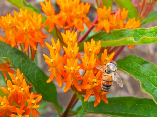 CI-Julie-A-Martens_soil-butterfly-weed_s4x3 CI-Julie-A-Martens_soil-butterfly-weed_s4x3