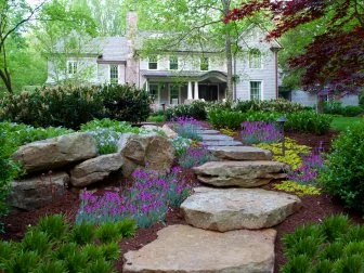 purple sweet William along a garden pathway