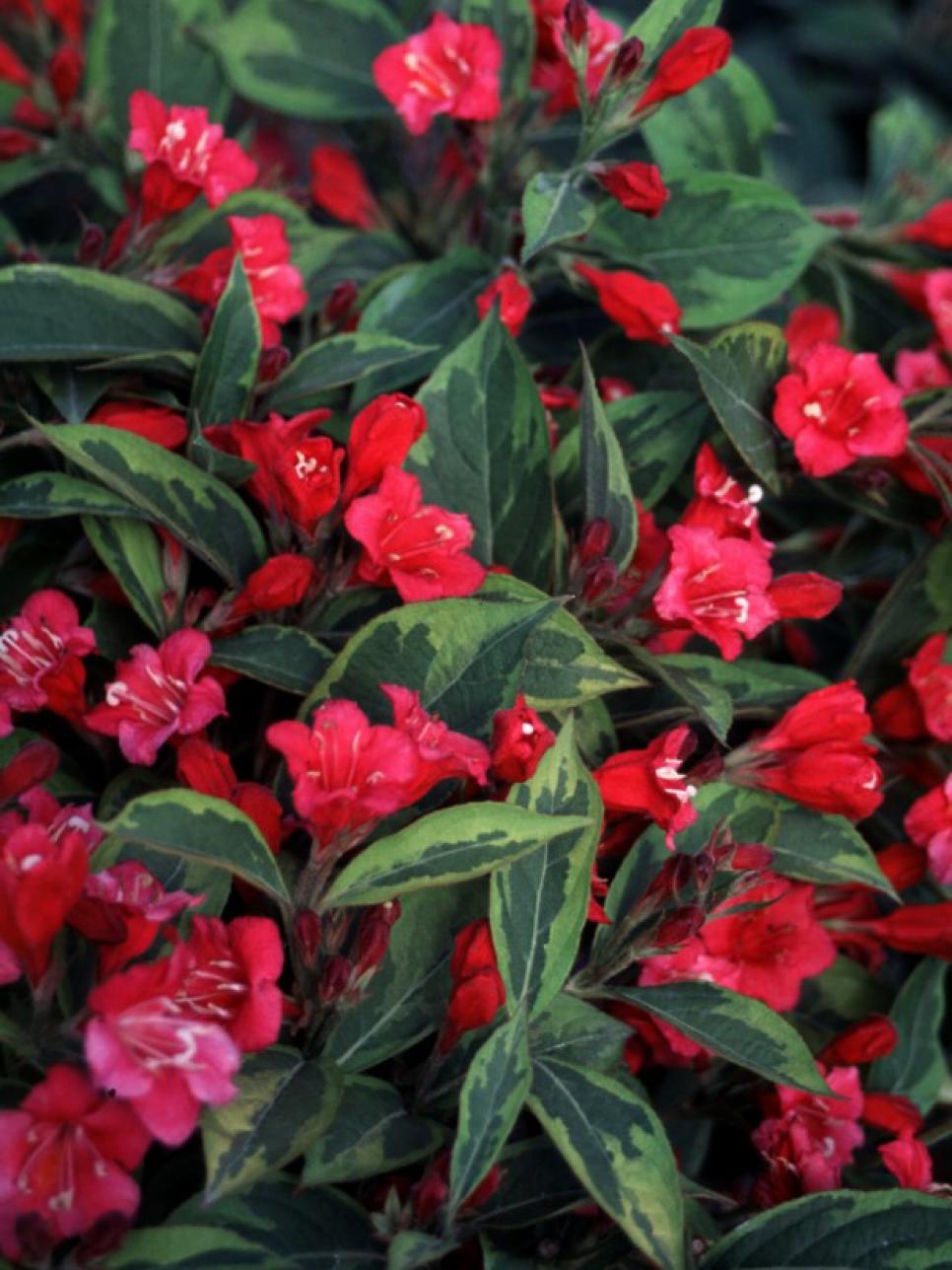 Machiel Steens Flowering Plants In Florida Full Sun We did not find