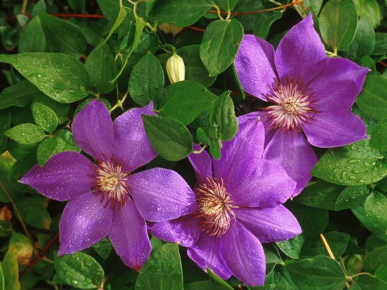 vine plant with purple flowers