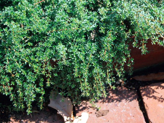 wooly thyme plants for sale wooly thyme plants for sale