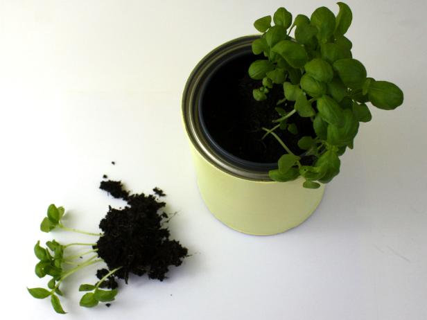 CI-Tiffany-Threadgould_paint-can-herb-planters-basil_s3x4 CI-Tiffany-Threadgould_paint-can-herb-planters-basil_s3x4
