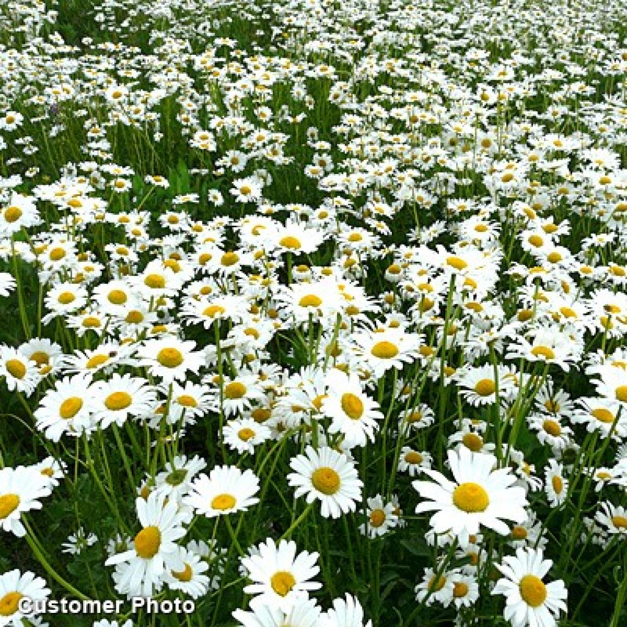 Garden Daisy Varieties DIY Garden Projects Vegetable Gardening