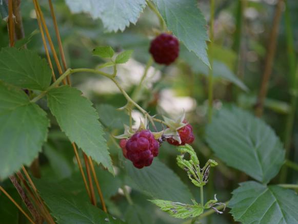 BC15-CI-Dylan-Eastman-berries_s4x3 BC15-CI-Dylan-Eastman-berries_s4x3