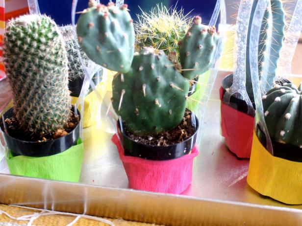 CI-Michelle-Kim_Gender-Reveal-fiesta-cactus4_h CI-Michelle-Kim_Gender-Reveal-fiesta-cactus4_h