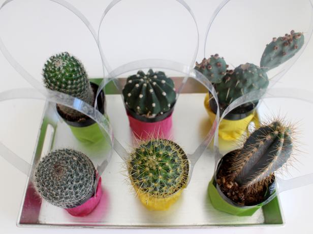 CI-Michelle-Kim_Cactus-party-favor-done_h CI-Michelle-Kim_Cactus-party-favor-done_h