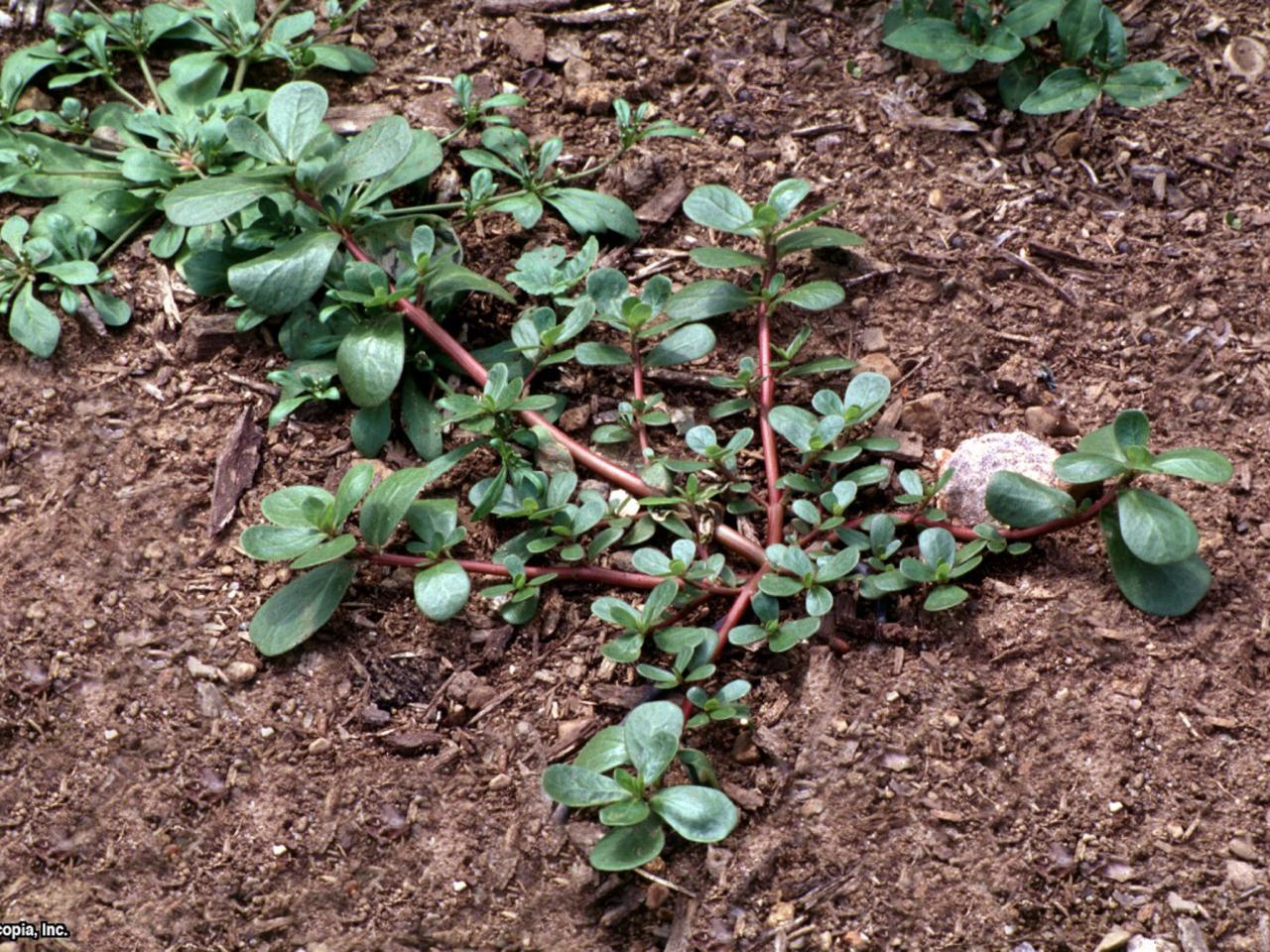 How to Identify Common Lawn Weeds howtos DIY