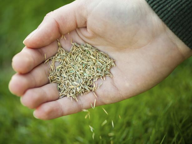 Hand planting grass seeds Hand planting grass seeds