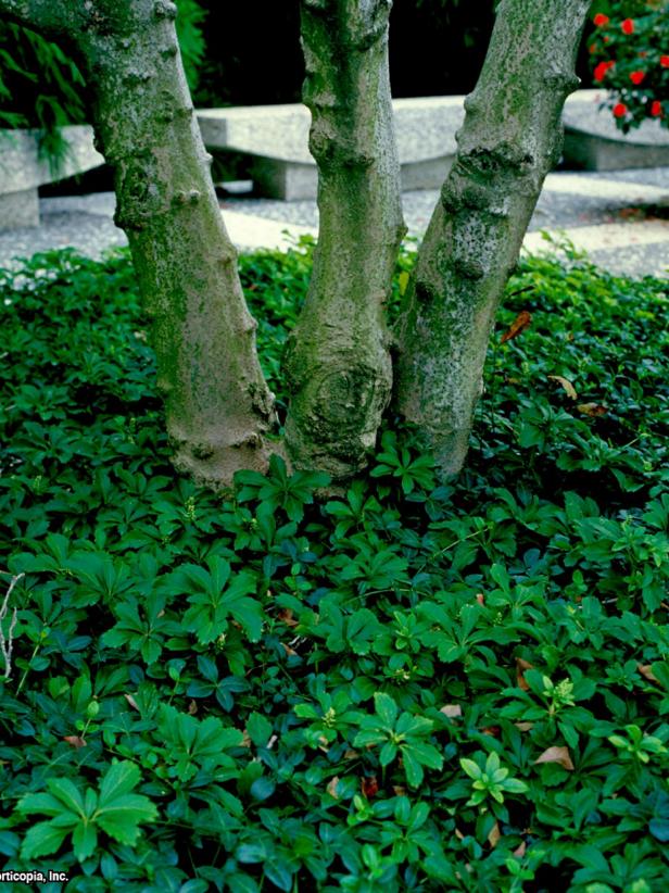 Pachysandra terminalis Pachysandra terminalis