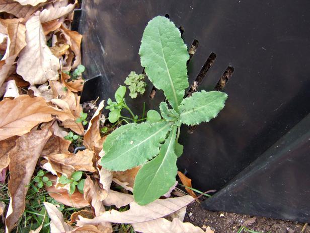 CI-Julie-Martens_prickly-lettuce-weed_h CI-Julie-Martens_prickly-lettuce-weed_h