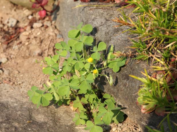 Yellow woodsorrel in rock wall Yellow woodsorrel in rock wall