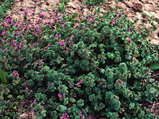 CI-Steve-Dewey-Utah-State-University-Bugwood_henbit-weed_h CI-Steve-Dewey-Utah-State-University-Bugwood_henbit-weed_h