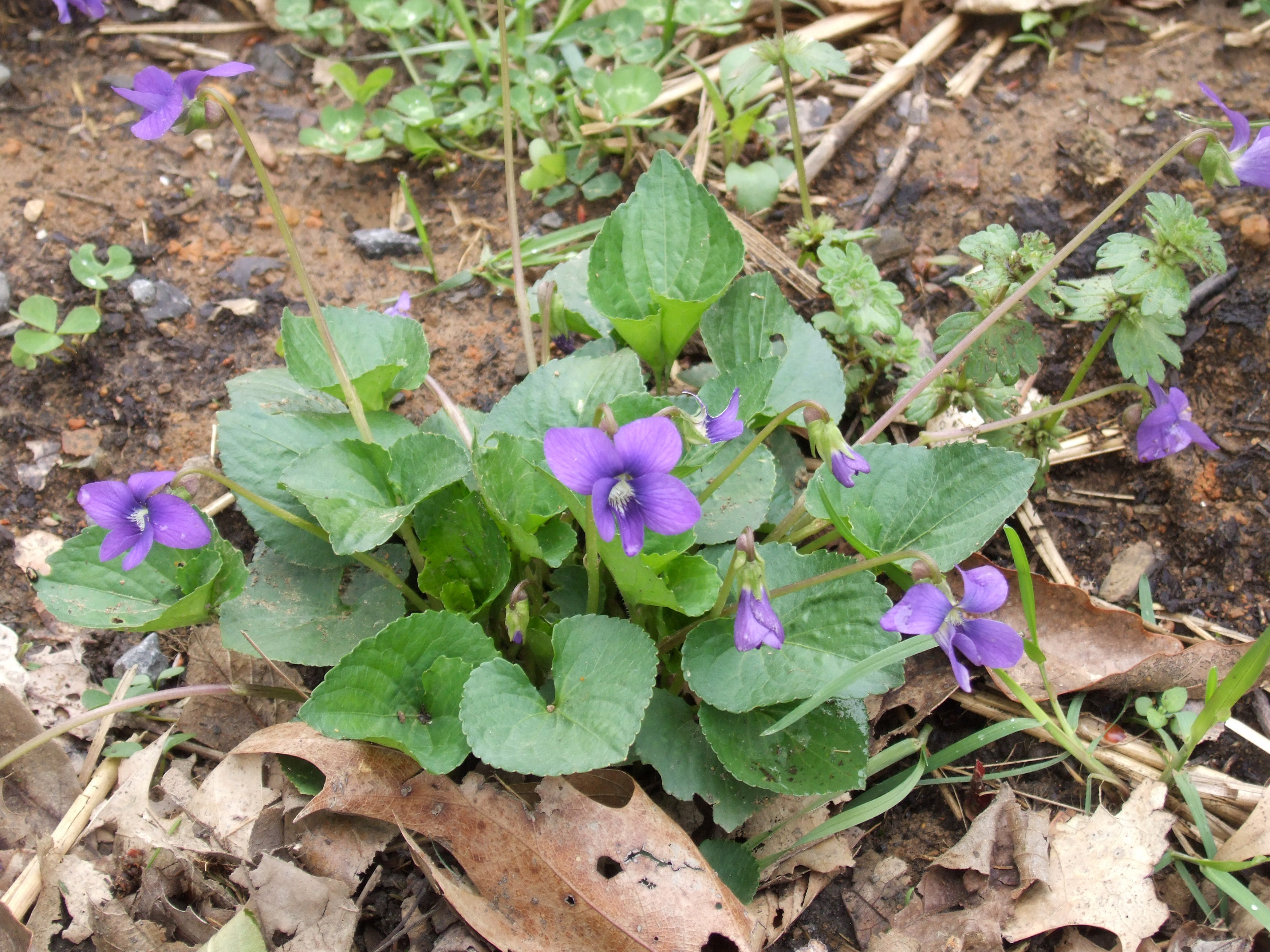 ground cover weeds with purple flowers
