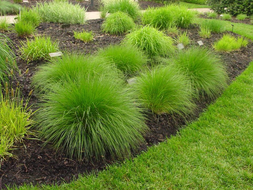 Types Of Ornamental Grasses Diy 