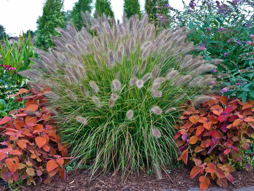 Types of Ornamental Grasses | DIY