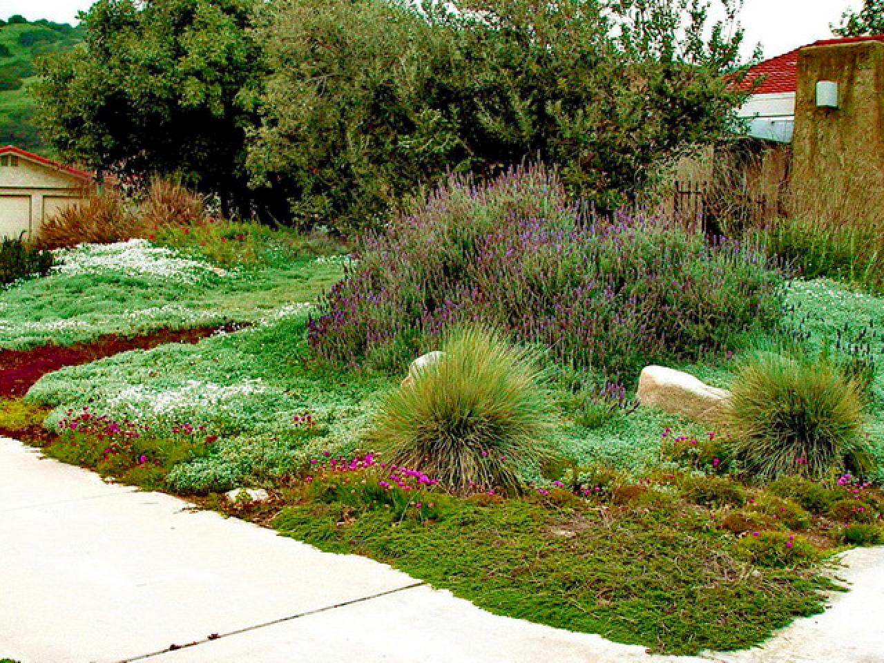 How to Choose Groundcovers and Plants to Use As Lawn ...