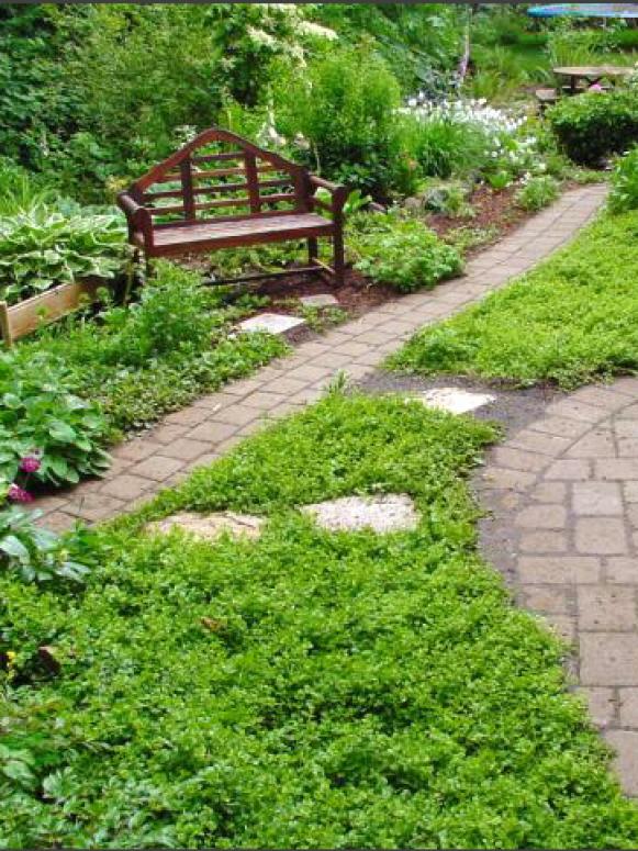 CI-Stepables_Lysimachia-nummularia-Creeping-Jenny_v CI-Stepables_Lysimachia-nummularia-Creeping-Jenny_v