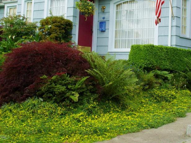CI-Stepables_Groundcover-creeping-Jenny_h CI-Stepables_Groundcover-creeping-Jenny_h