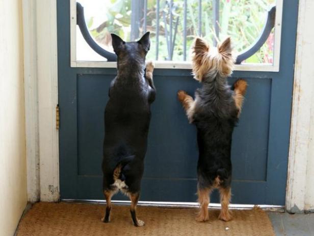 CI_Jonathan-Scott-Dogs-Stewie-and-Grace_s4x3 CI_Jonathan-Scott-Dogs-Stewie-and-Grace_s4x3