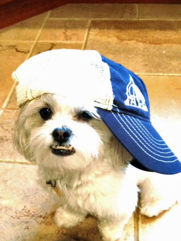 Original-John-Colaneri_Johns-dog-brady-Brunelleschi-Construction-Hat-edited_s3x4 Original-John-Colaneri_Johns-dog-brady-Brunelleschi-Construction-Hat-edited_s3x4