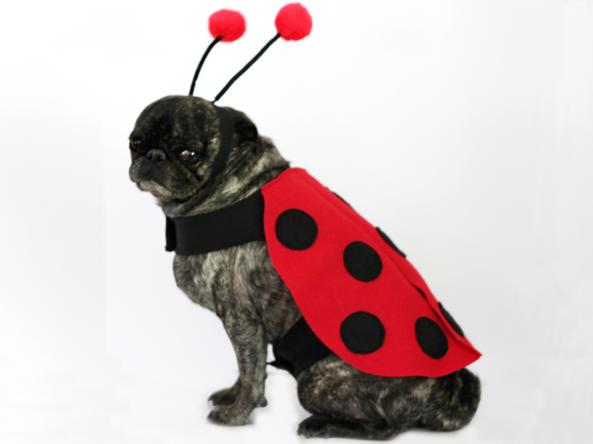 Halloween Costume How-to: Little Ladybug Halloween Costume How-to: Little Ladybug