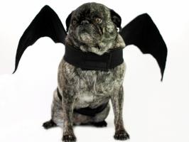 Howl-oween Costumes for Pets (Huffington Post)