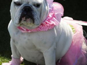 CI-Brian-Brainerd_bull-dog-in-ballerina-Halloween-costume_v CI-Brian-Brainerd_bull-dog-in-ballerina-Halloween-costume_v