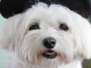 CI-Gabriel-Bouys_dog-in-pirate-Halloween-costume_v CI-Gabriel-Bouys_dog-in-pirate-Halloween-costume_v