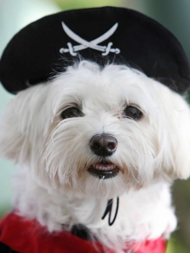 CI-Gabriel-Bouys_dog-in-pirate-Halloween-costume_v
