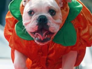 CI-Gabriel-Bouys_dog-in-pumpkin-Halloween-costume_v CI-Gabriel-Bouys_dog-in-pumpkin-Halloween-costume_v