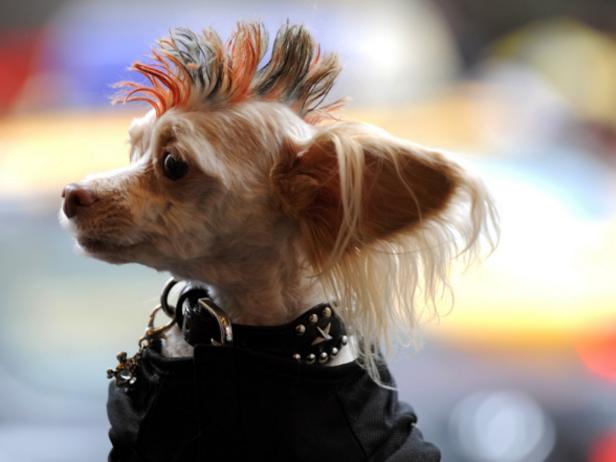 CI-Timothy-Clary_dog-in-mohawk-punk-Halloween-costume_h CI-Timothy-Clary_dog-in-mohawk-punk-Halloween-costume_h