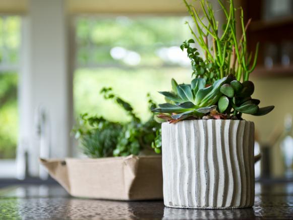 Succulent Plants in Kitchen Succulent Plants in Kitchen