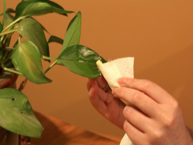 Shine Plants with Mayonnaise Shine Plants with Mayonnaise