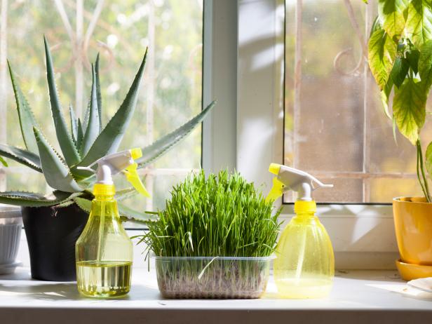 home plants and sprayer on the window home plants and sprayer on the window