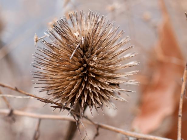 Dried Seed Head on Coneflower Plant Dried Seed Head on Coneflower Plant