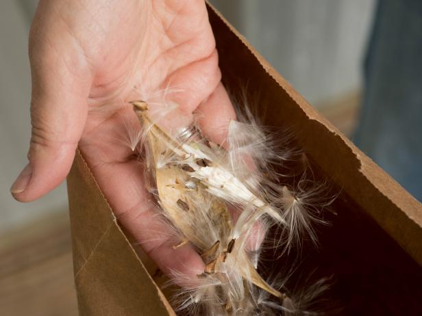 hand reaching into brown bag of milkweed seeds