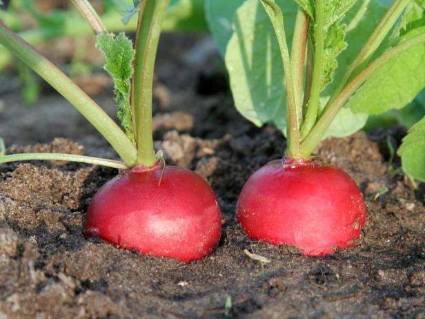 Two red radishes Two red radishes
